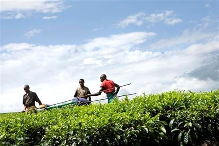 1.250 euro voor Oegandese theefabrikanten