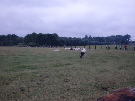 11 van de 21 maken het af in Bornem