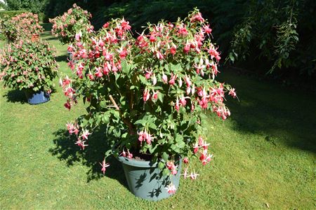 28ste editie van Fuchsiaflora opent de deuren