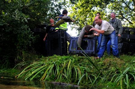500 wilde eenden vrijgelaten