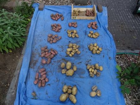 Aan de nieuw patatjes