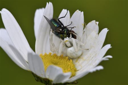 Ach margrietje, de dieren zullen komen ...