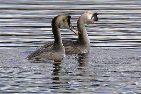 Als dat geen liefde is ...