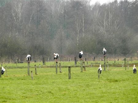 Babyboom op komst in Berkenbos?
