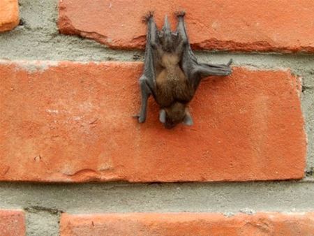 Batman strikes again