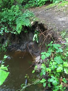 Beekoevers krijgen 't hard te verduren