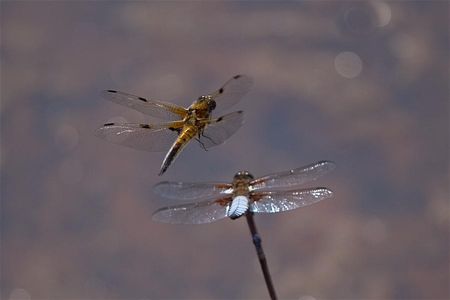 Beelden van Bovy (2)