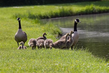 Beelden van Bovy (4)