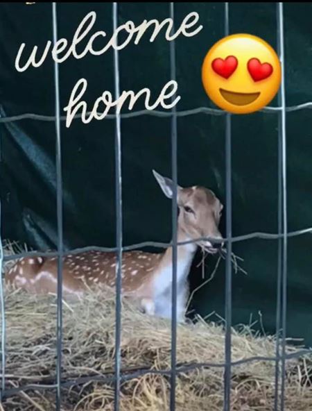 Belle, het damhert is weer veilig thuis