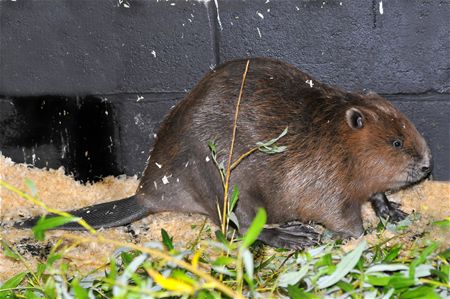 Bever te gast bij VZOC