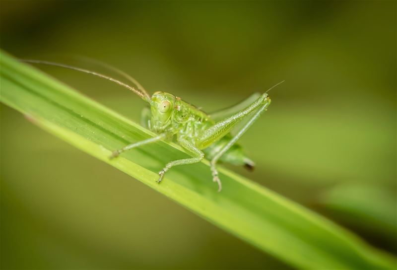 Bij ons geen sprinkhanenplaag