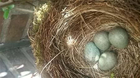 Blijde geboorte op Pasen