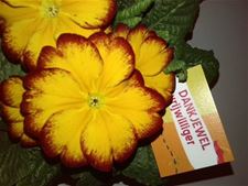 Bloemetje voor vrijwilligers