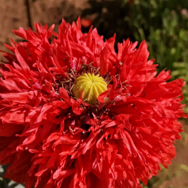 Bolpapaver groeit en bloeit in Heusden