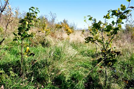 Boompjes uit Heusden-Zolder groeien