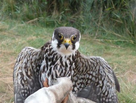 Boomvalk is vogel van het jaar