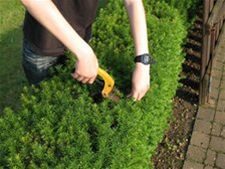 Breng je taxussnoeisel naar het containerpark