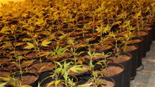 Cannabisplantage opgerold in de Brugstraat