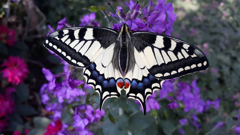 Daar is de koningin van de vlinders