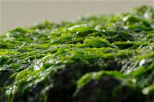 Damhert werkt aan algenburgers