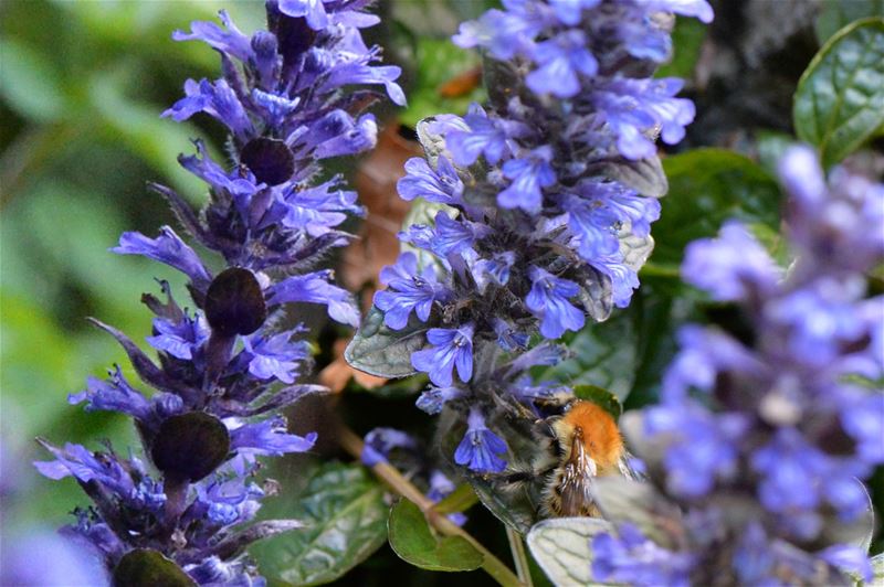 Dan vieren we hier maar de tuindag