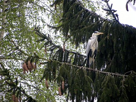 De hongerigen spijzen ....