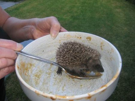 De hongerigen spijzen is ...