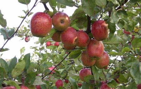De kleuren van de herfst