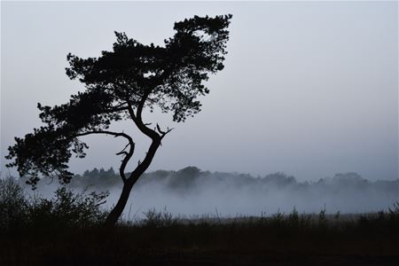 De kluis zonder gorillas in de mist