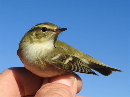 De koning uit het noorden