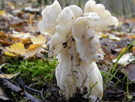 De laatste witte krijger