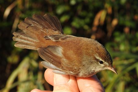 De laatste zijn de speciaalste