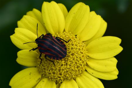 De laatste zomerbloemen ...