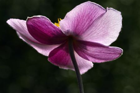 De laatste zomerzon?