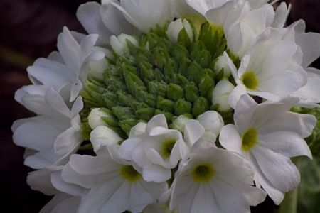 De lente doet bloeien (2)