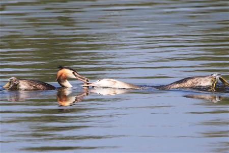 De moederzorg blijft ...