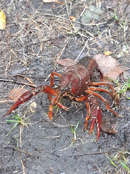 De natuur blijft verrassen