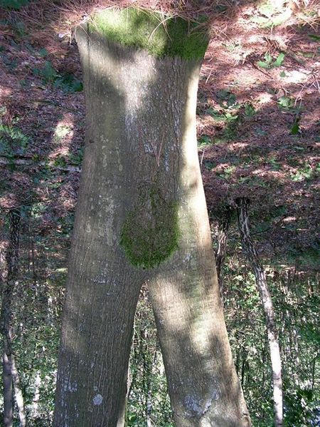 De natuur op zijn kop