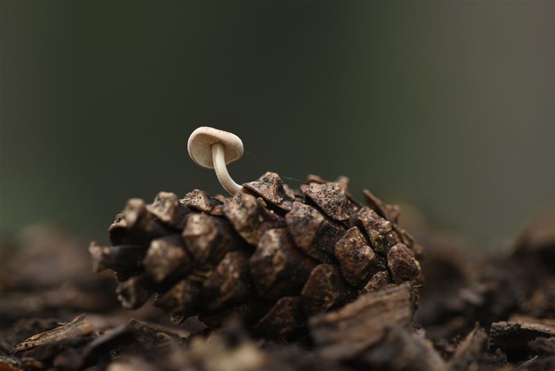 De paddenstoelen zijn er weer (10)