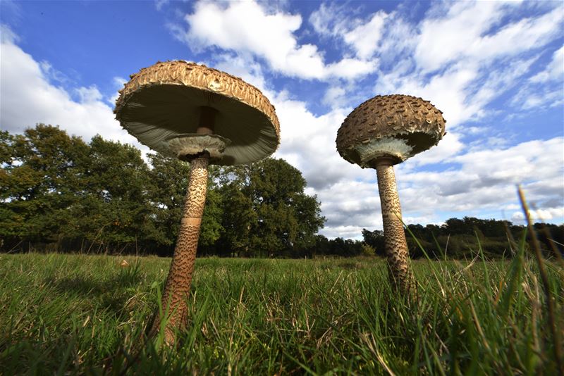 De paddenstoelen zijn er weer (4)