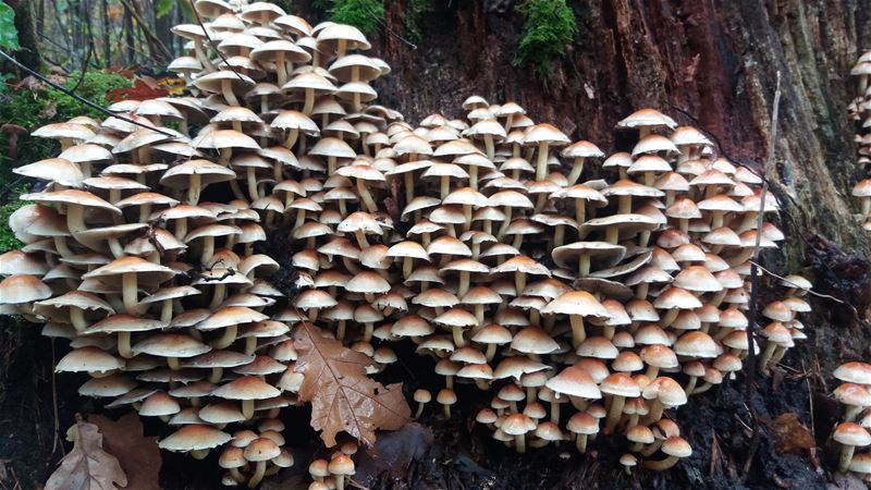 De paddenstoelen zijn er weer (8)