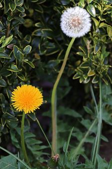 De pisblomme stûn inne bleu