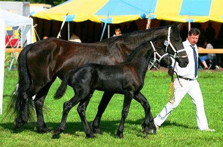 De trots van het Friese paard