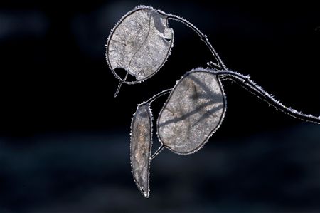 De vriesnacht als kunstenaar