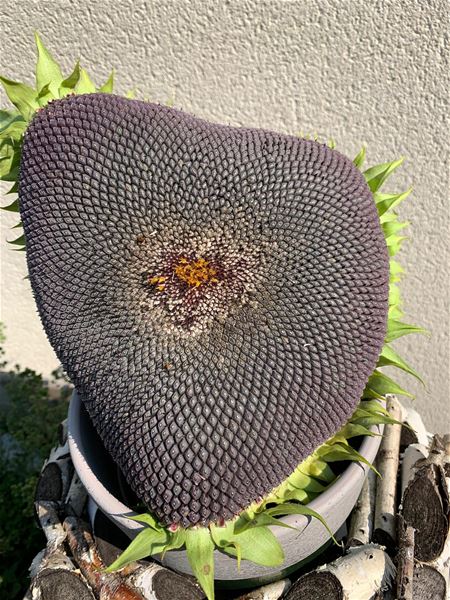 De wiskunde van de zonnebloem