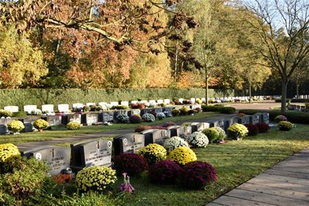 De zon op een bloemenzee (1)