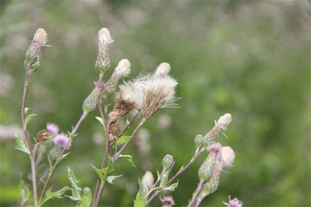 Distels zijn niet des duivels