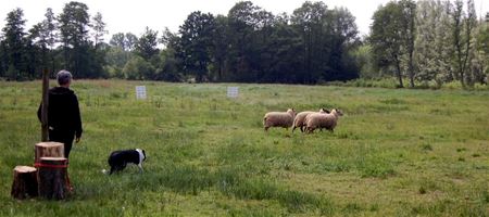 Dit weekend wedstrijden schapendrijven op Bovy