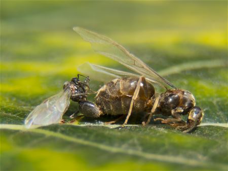 Dodelijke mierenliefde