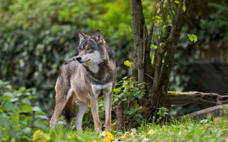 Doodde wolf damherten en geit in Zolder?